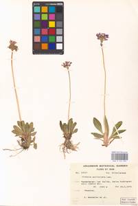 Primula auriculata Lam., South Asia, South Asia (Asia outside ex-Soviet states and Mongolia) (ASIA) (Iran)