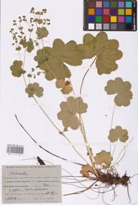 Alchemilla, Siberia, Western Siberia (S1) (Russia)