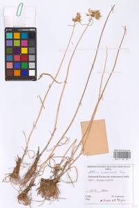 Allium inderiense Fisch. ex Bunge, Middle Asia, Caspian Ustyurt & Northern Aralia (M8) (Kazakhstan)
