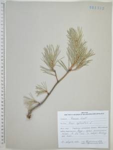 Pinus sylvestris L., Siberia, Russian Far East (S6) (Russia)