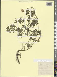 Geranium sanguineum L., Caucasus, Armenia (K5) (Armenia)