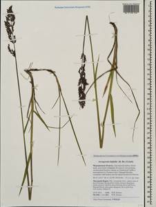 Arctagrostis latifolia (R.Br.) Griseb., Eastern Europe, Northern region (E1) (Russia)