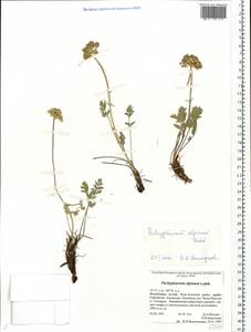 Pachypleurum mutellinoides (Crantz) Holub, Siberia, Altai & Sayany Mountains (S2) (Russia)