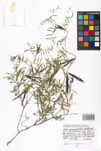 Vicia sativa subsp. nigra (L.)Ehrh., Eastern Europe, Moscow region (E4a) (Russia)