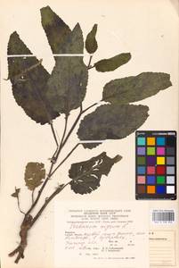 MHA 0 158 946, Verbascum nigrum L., Eastern Europe, West Ukrainian region (E13) (Ukraine)