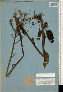 Tephroseris cladobotrys subsp. subfloccosa (Schischk.) Greuter, Caucasus, Dagestan (K2) (Russia)