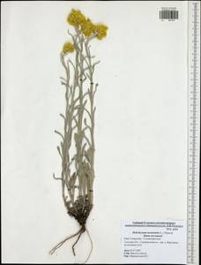 Helichrysum arenarium (L.) Moench, Eastern Europe, Central region (E4) (Russia)