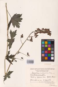 Aconitum lycoctonum subsp. moldavicum (Hacq.) Jalas, Eastern Europe (no precise locality) (E0)