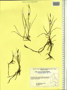 Carex rotundata Wahlenb., Siberia, Russian Far East (S6) (Russia)