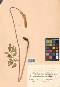 Actaea simplex (DC.) Wormsk. ex Fisch. & C. A. Mey., Siberia, Russian Far East (S6) (Russia)