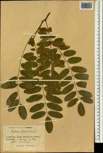 Robinia pseudoacacia L., South Asia, South Asia (Asia outside ex-Soviet states and Mongolia) (ASIA) (China)