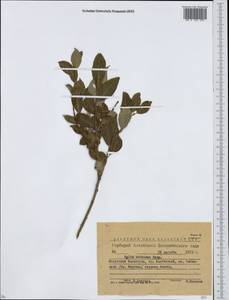 Salix bebbiana Sarg., Siberia, Western (Kazakhstan) Altai Mountains (S2a) (Kazakhstan)