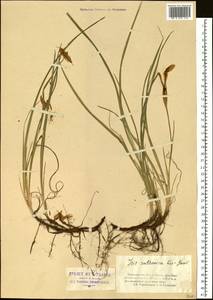 Iris ruthenica Ker Gawl., Siberia, Altai & Sayany Mountains (S2) (Russia)