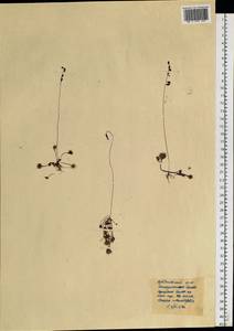 Drosera rotundifolia L., Siberia, Western Siberia (S1) (Russia)