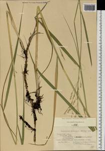 Scolochloa festucacea (Willd.) Link, Eastern Europe, Central region (E4) (Russia)