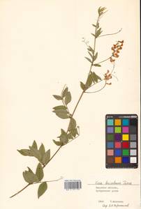Vicia ramuliflora (Maxim.) Ohwi, Siberia, Russian Far East (S6) (Russia)