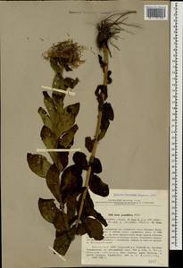 Pentanema orientale (Lam.) D. Gut. Larr., Santos-Vicente, Anderb., E. Rico & M. M. Mart. Ort., Caucasus, Abkhazia (K4a) (Abkhazia)