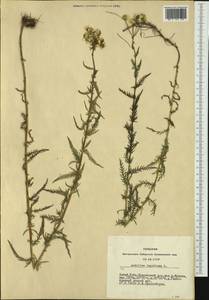 Achillea impatiens L., Siberia, Altai & Sayany Mountains (S2) (Russia)