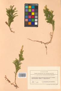 Dendrolycopodium obscurum (L.) A. Haines, Siberia, Russian Far East (S6) (Russia)