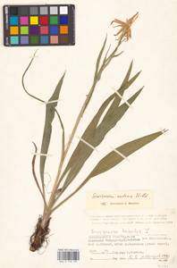 Takhtajaniantha austriaca (Willd.) Zaika, Sukhor. & N. Kilian, Eastern Europe, Lower Volga region (E9) (Russia)