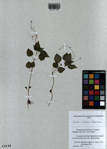 Circaea alpina subsp. caulescens (Kom.) Tatew., Siberia, Altai & Sayany Mountains (S2) (Russia)