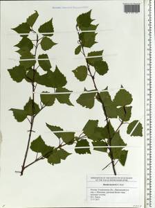 Betula pubescens var. pubescens, Eastern Europe, Middle Volga region (E8) (Russia)