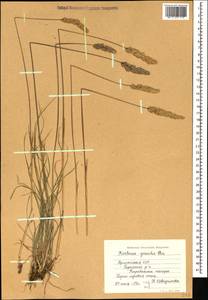 Koeleria pyramidata (Lam.) P.Beauv., Caucasus, Armenia (K5) (Armenia)