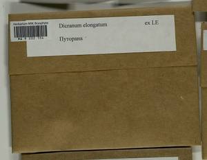 Dicranum elongatum Schleich. ex Schwägr., Bryophytes, Bryophytes - Krasnoyarsk Krai, Tyva & Khakassia (B17) (Russia)