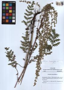 Artemisia tanacetifolia L., Siberia, Altai & Sayany Mountains (S2) (Russia)