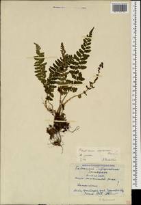 Polystichum woronowii Fomin, Caucasus, Black Sea Shore (from Novorossiysk to Adler) (K3) (Russia)
