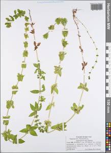 Cruciata laevipes Opiz, Eastern Europe, North-Western region (E2) (Russia)