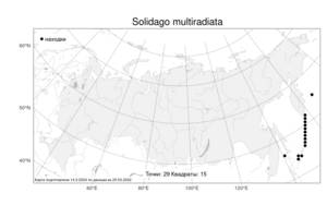 Solidago multiradiata Aiton, Atlas of the Russian Flora (FLORUS) (Russia)