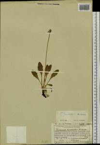 Taraxacum nivale Lange ex Kihlm., Siberia, Central Siberia (S3) (Russia)