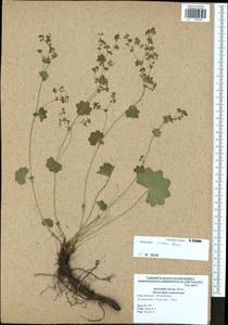 Alchemilla micans Buser, Eastern Europe, Central region (E4) (Russia)