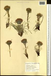 Saussurea leucophylla Schrenk, Siberia, Altai & Sayany Mountains (S2) (Russia)