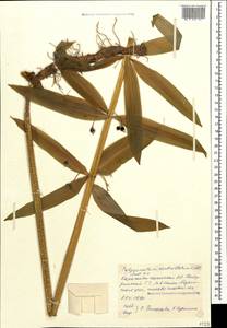 Polygonatum verticillatum (L.) All., Caucasus, Stavropol Krai, Karachay-Cherkessia & Kabardino-Balkaria (K1b) (Russia)