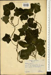 Hedera helix L., Caucasus, Georgia (K4) (Georgia)