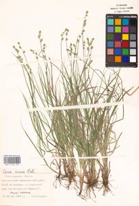 Carex canescens L., Eastern Europe, Lower Volga region (E9) (Russia)