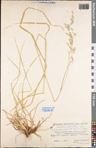 Festuca orientalis (Boiss.) B.Fedtsch., Eastern Europe, North Ukrainian region (E11) (Ukraine)