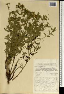 Euphorbia subcordata C.A.Mey. ex Ledeb., Mongolia (MONG) (Mongolia)