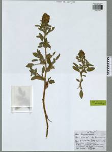Ononis spinosa subsp. hircina (Jacq.)Gams, Eastern Europe, Central region (E4) (Russia)
