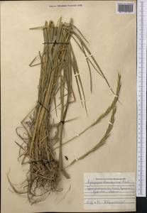 Elymus uralensis (Nevski) Tzvelev, Middle Asia, Pamir & Pamiro-Alai (M2) (Uzbekistan)