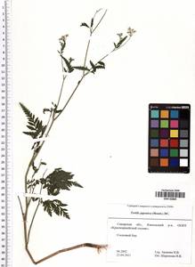 Torilis japonica (Houtt.) DC., Eastern Europe, Middle Volga region (E8) (Russia)