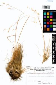Ptilagrostis mongholica (Turcz. ex Trin.) Griseb., Siberia, Altai & Sayany Mountains (S2) (Russia)