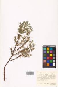 Juniperus communis var. saxatilis Pall., Siberia, Russian Far East (S6) (Russia)