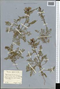 Roemeria hybrida (L.) DC., Middle Asia, Kopet Dag, Badkhyz, Small & Great Balkhan (M1) (Turkmenistan)