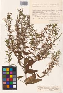 Epilobium roseum subsp. subsessile (Boiss.) P. H. Raven, Eastern Europe, Northern region (E1) (Russia)