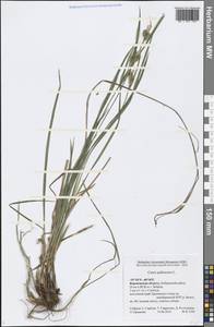 Carex pallescens L., Eastern Europe, Central forest-and-steppe region (E6) (Russia)