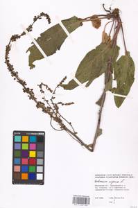 Verbascum nigrum L., Eastern Europe, Moscow region (E4a) (Russia)