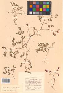 Euphorbia humifusa Willd., Siberia, Russian Far East (S6) (Russia)